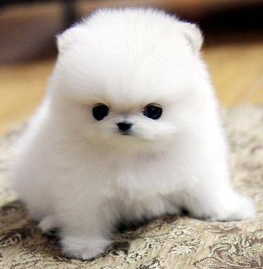   Volpino di pomerania