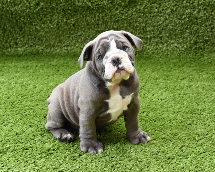 Regalo cuccioli di bulldog inglese