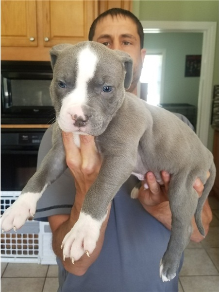 Regalo Cucciolo di pitbull in pronta consegna i cuccioli verranno Dato dopo 90 giorni dalla nascita,