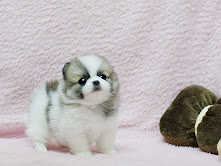 Adorabili cuccioli di pomerania femminucce e maschietti disponibili per l'adozione cuccioli sono vac