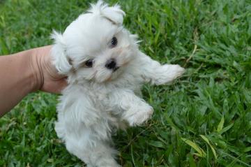 Cucciola Femmina Maltese