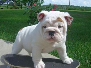 Bellissimo bulldog inglese mschio e femmin