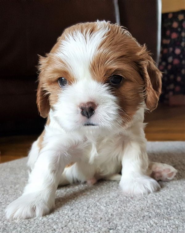 Cuccioli di cavalier king disponibili