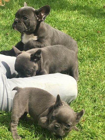 REGALO Cuccioli di Bulldog Francese