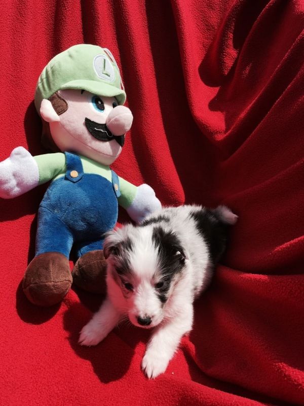  cuccioli di shetland per adozione ( regalo  )