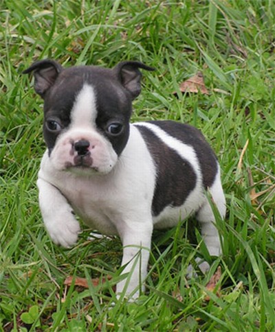 Regalo  BOULEDOGUE FRANCESE cuccioli