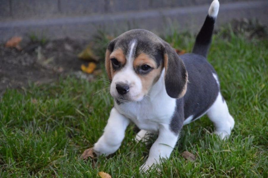  regalo cuccioli di beagle disponibili per l'adozione