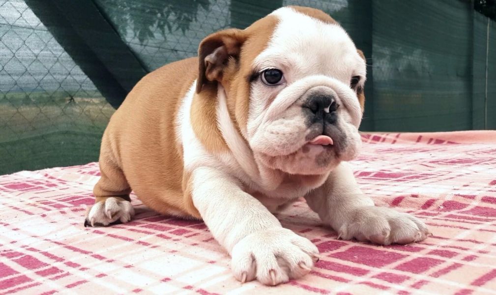  cuccioli di bulldog inglise  per adozione ( maschio e femmina )