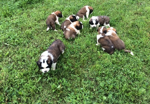  cuccioli di san bernardo per adozione ( maschio e femmina )