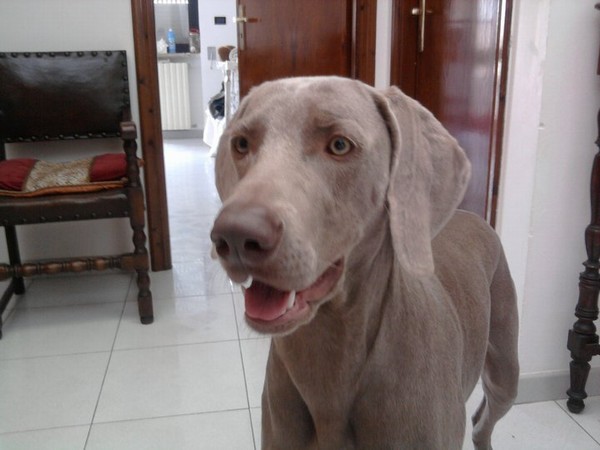 Weimaraner  