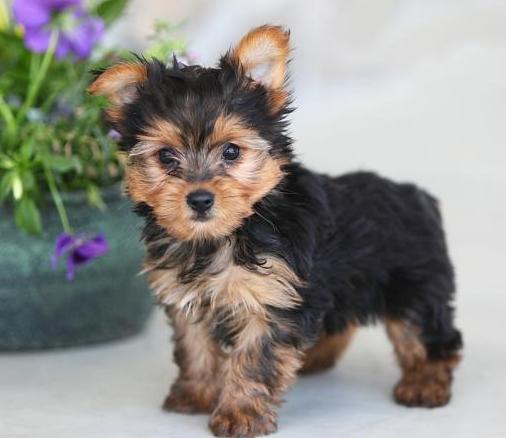  cuccioli di YORKSHIRE  per adozione ( maschio e femmina )