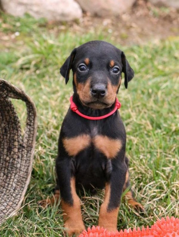 Regalo Cuccioli di Dorberman  in pronta consegna