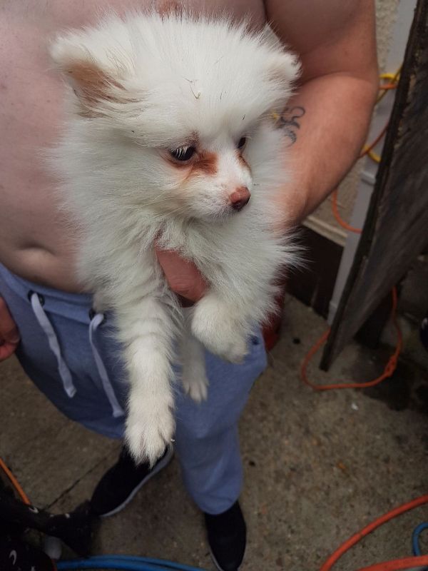 Volpino spitz pomerania