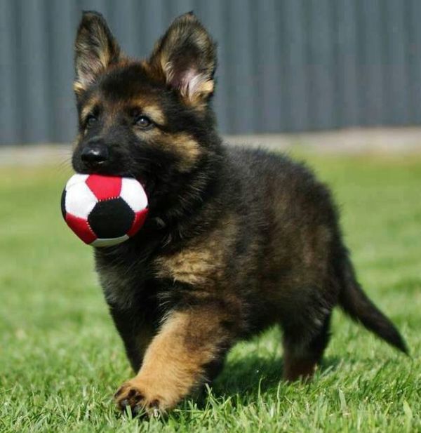Regalo cuccioli pastore tedesco
