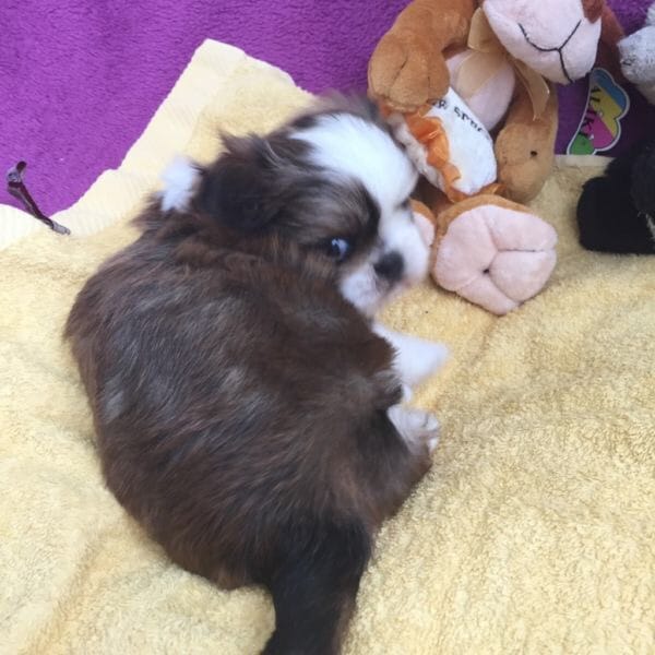 Molto bella e sani cuccioli di shih tzu per adozione maschi e femmine disponibili (gratis) 