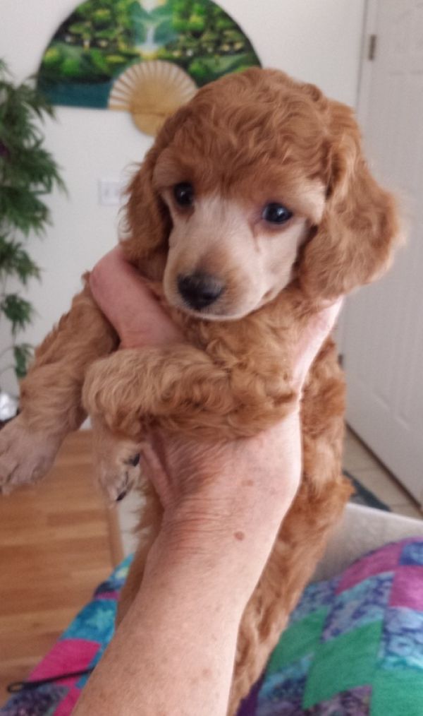 REGALO barboncino cuccioli