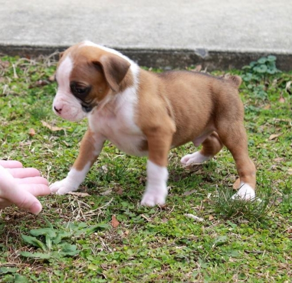 Regalo Cuccioli Boxer
