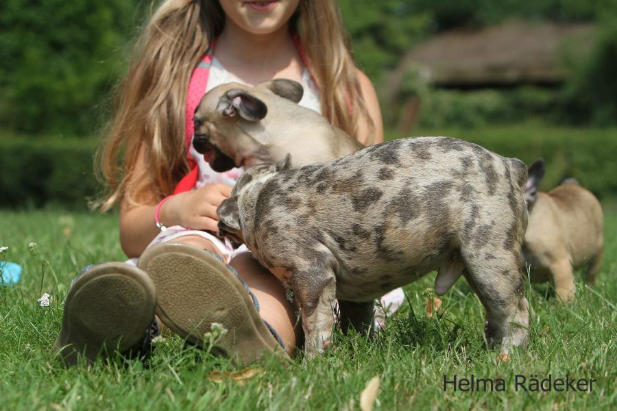 Adorabili cuccioli di Bulldog Francese femminucce e maschietti disponibili per l'adozione gratuita