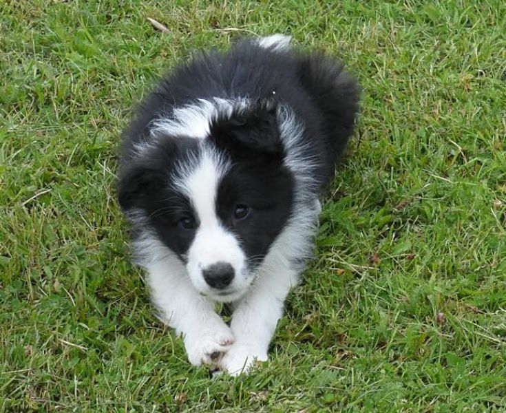  cuccioli di papillon  ( per regalo )