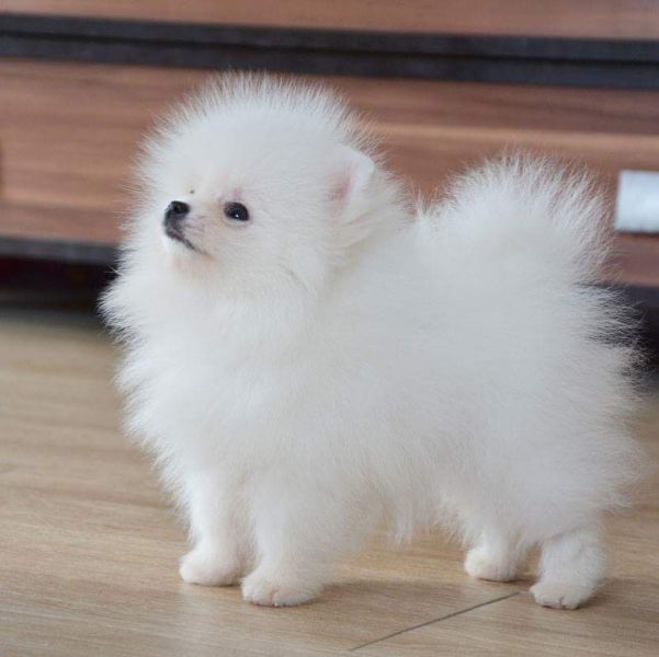  regalo cucciolo pomeranian in cerca di una nuova casa
