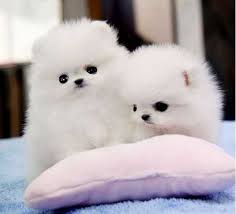 Volpino spitz pomerania