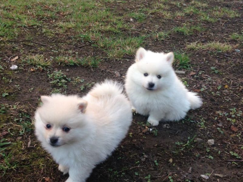 Regalo Cuccioli di volpino di pomerania