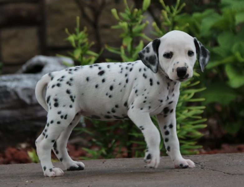 Regalo Dalmata cuccioli introvabili cuccioli di Dalmata albicoca intelligenti e dolcissimi attaccati