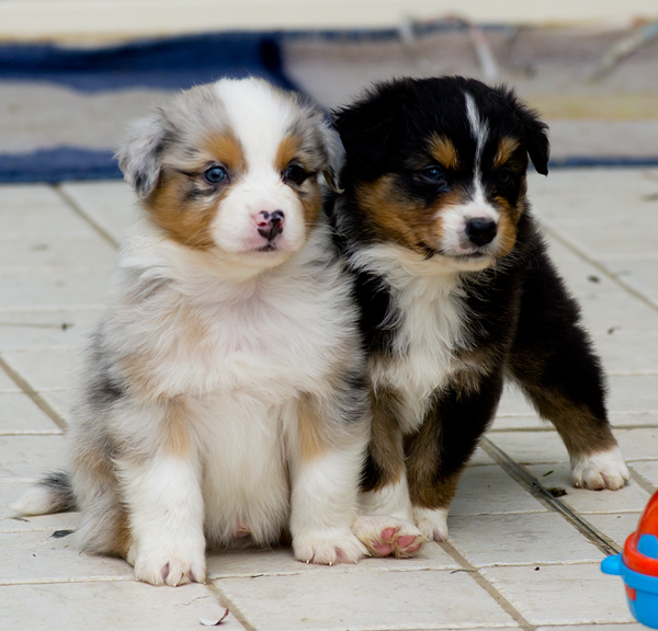 Cucciola australian shepherd pastore australian