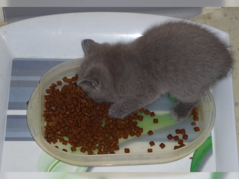 British Shorthair razza pura regalo