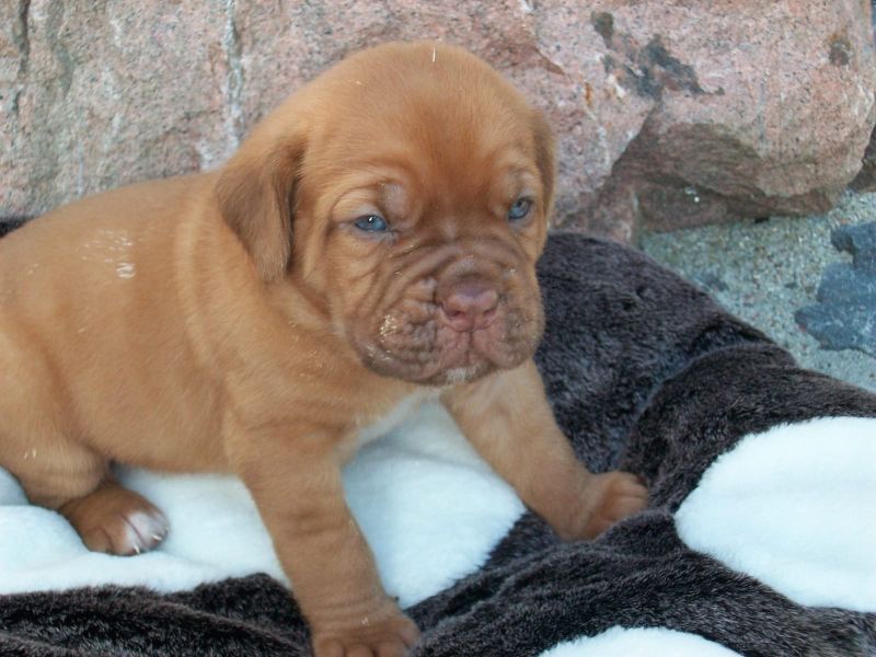 Cuccioli di dogue bordeaux per adozione ( regalo  )