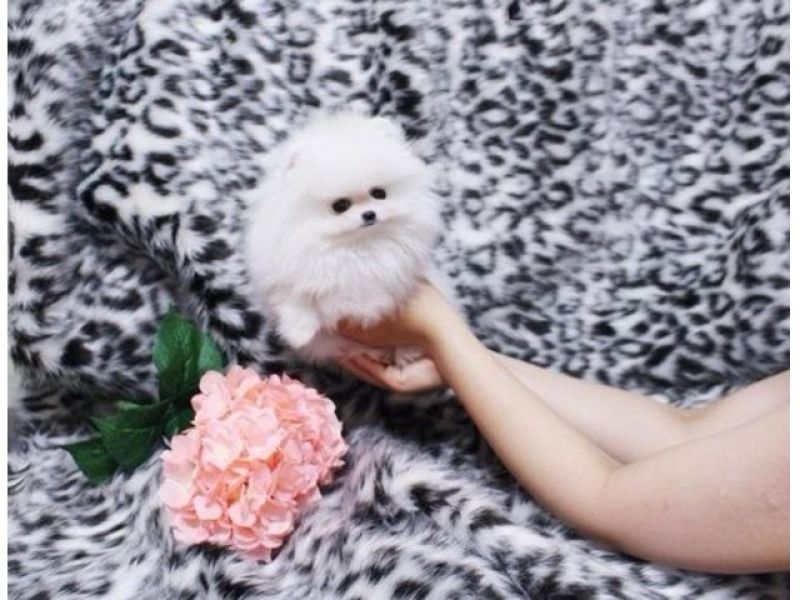 Regalo Volpini cuccioli di pomerania Piccoli