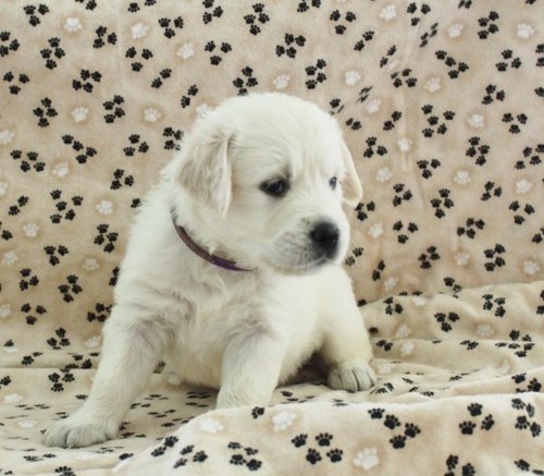 Cuccioli di golden retriever  per adozione ( maschio e femmina )