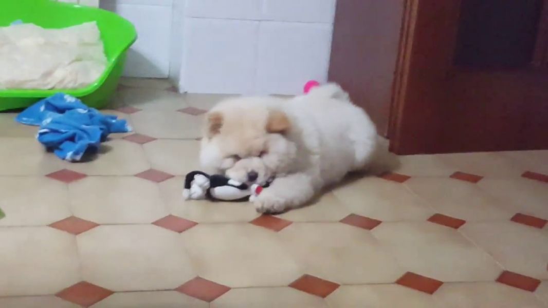  REGALO CUCCIOLI DI CHOW CHOW MASCHI E FEMMINE  Cuccioli di Cane razza CHOW CHOW maschio e femmina v
