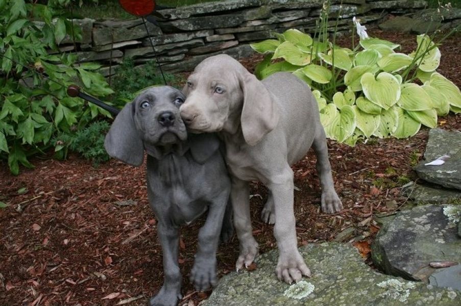 Weimaraner cuccioli introvabili cuccioli di Weimaraner intelligenti e dolcissimi attaccati al padron