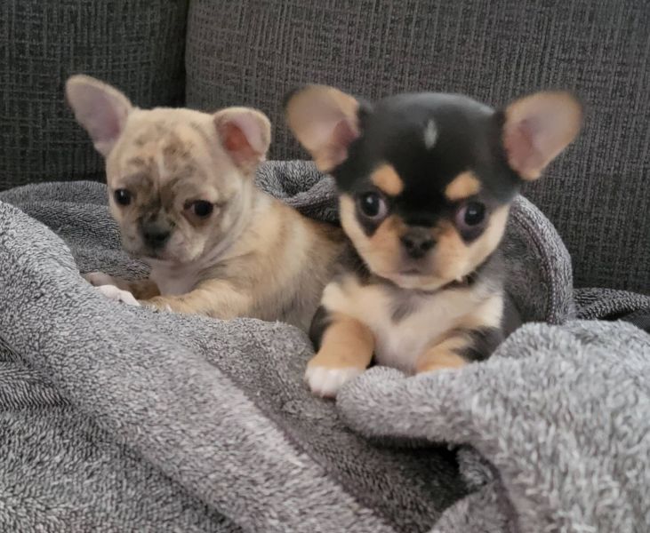   Chihuahua cuccioli introvabili cuccioli di Chihuahua intelligenti e dolcissimi attaccati al padron