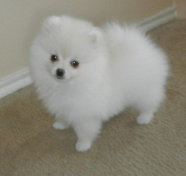 Regalo cuccioli di volpino pomeranian mini toy Disponibili 