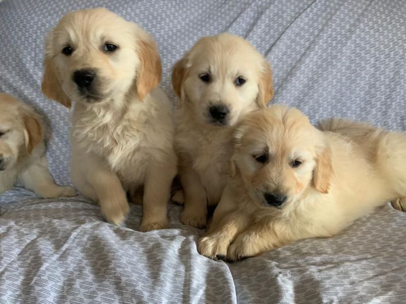 Regalo Cuccioli di Golden retriver