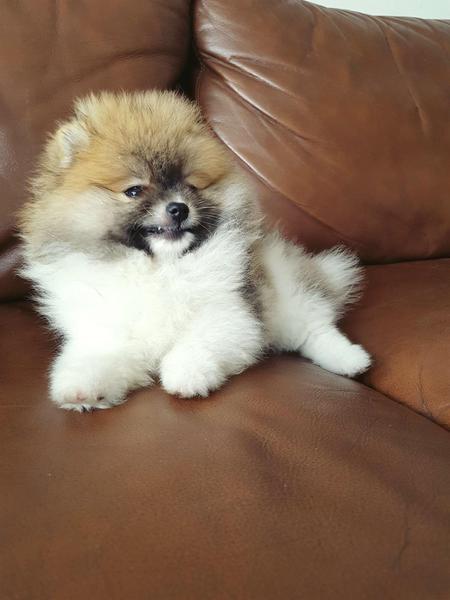 Volpino di pomerania