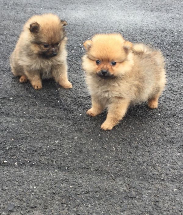 Offriamo ottimi cuccioli di Volpino di Pomerania 2 Maschietti e 1 Femminucce, 