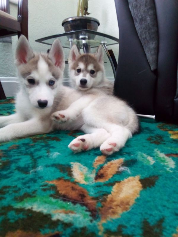 Regalo Husky Disponiamo di una cucciolata di Husky, i cuccioli verranno Dato dopo 90 giorni dalla na