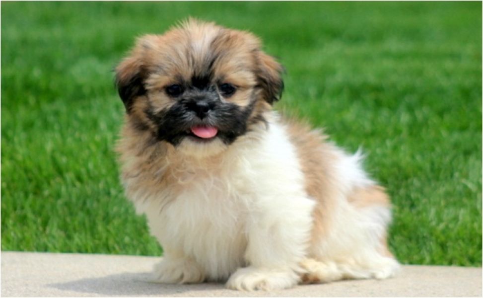 REGALO Cuccioli Shih Tzu