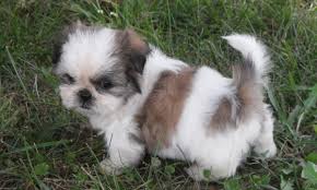 Adorabili cuccioli di shih tzu femminucce e maschietti disponibili per l'adozione cuccioli sono vacc