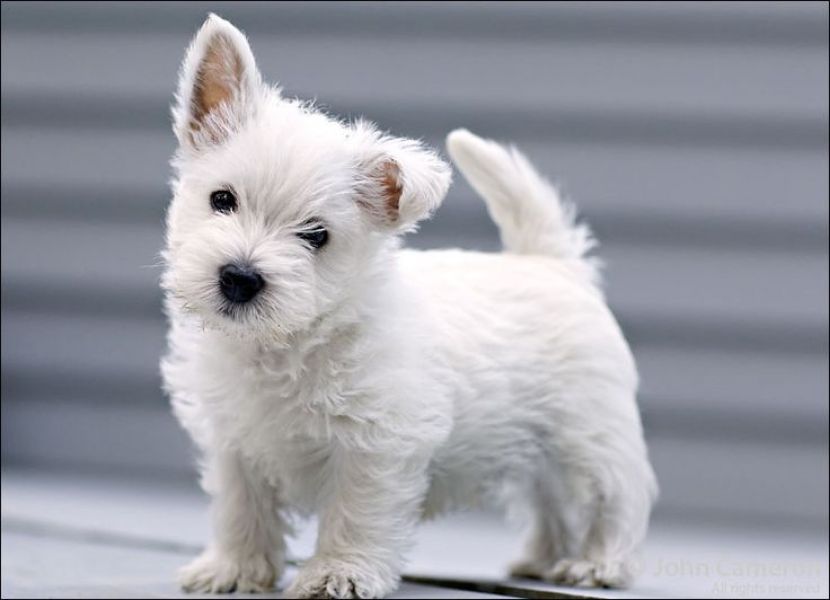 West higland white terrier con pedigree ENCI disponibili 