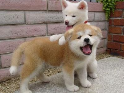 ~~~bellissimi cuccioli di akita inu REGALO.  bellissimi cuccioli di akita inu di circa 3 mesi con is