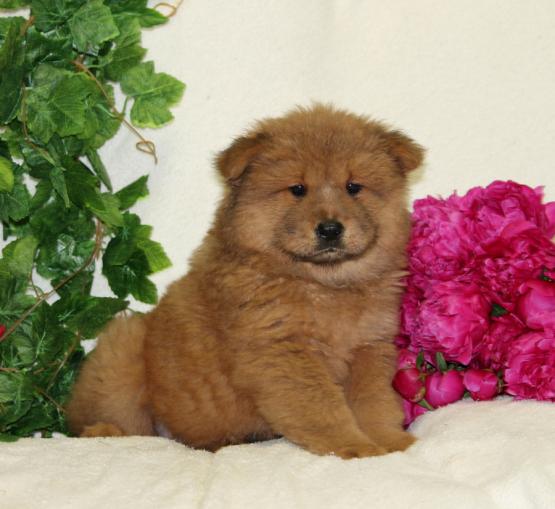 Regalo Cuccioli di chow chow  in pronta consegna i cuccioli verranno Dato dopo 90 giorni dalla nasci