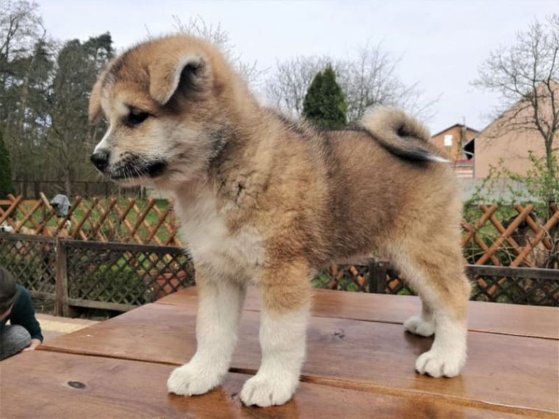 Regalo akita inu