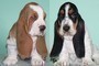 Cuccioli di bassethound disponibili Cuccioli di