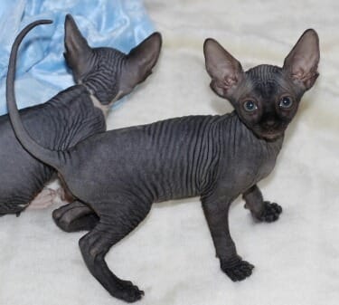 Gattini di Sphynx   per adozione ( maschio e femmina )