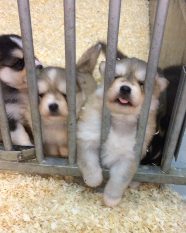 Regalo cuccioli Pomsky 