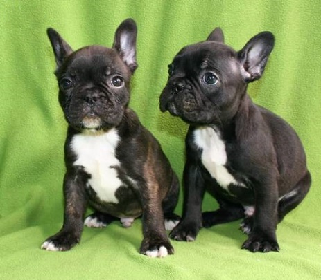 Cuccioli di Cane a Bulldog Francese